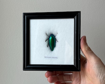Vintage Framed Green Jewel Beetle Specimen, Sternocera ruficornis, Insect Taxidermy, Nature Lover Entomology Gift, Curiosities Wall Decor