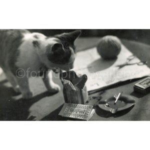 Curioso gatto francese bianco e nero su un tavolo che guarda le sigarette posacenere sacchetto di carta, Le Monde e gomitolo di lana