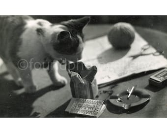 Curious French Black and White Cat On a Table Eyeing Cigarettes Ashtray Paper Bag, Le Monde and Ball of Yarn