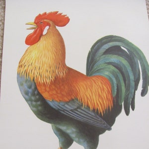 Grande pôster ilustrado de cartão escolar - Letra do alfabeto - Galo - Muitas opções para escolher!
