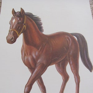 Póster ilustrado grande de tarjeta flash escolar - Letra del alfabeto - Caballo
