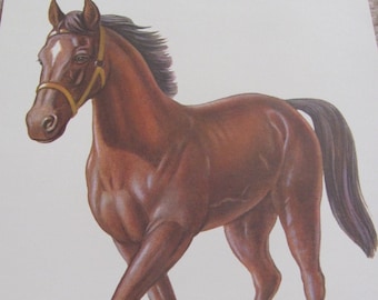 Grande poster illustrato con flashcard scolastiche, originali carte illustrate per la classe di metà secolo - Lettera dell'alfabeto - Cavallo