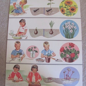 Plantes - affiche scolaire illustrée vintage pour classe -- 11 x 34 pouces livre scolaire Jardinage prendre soin des plantes - Beaucoup de choix !
