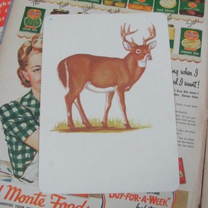 Large Illustrated School Flash Card - DEER - Circa 1966 Fonetiek - Nog veel meer om uit te kiezen