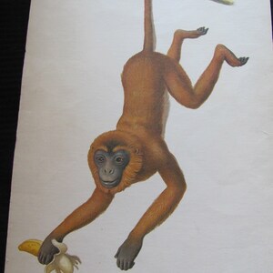 Grote geïllustreerde schoolkaartposter - alfabetletter - M aap