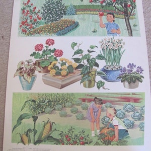 Poster grote vintage geïllustreerde klaslokaal schoolposter 2-zijdig -- 20 x 25" tuinplanten