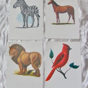 Geïllustreerde schoolflitskaart - jouw keuze - 1966 fonetiek vintage halverwege de eeuw//meer in mijn shop//vogel leeuw zebrapaard