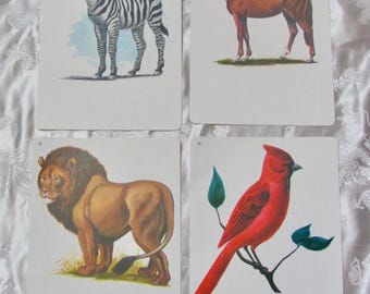 Scheda didattica illustrata - A tua scelta - Fonetica vintage di metà secolo del 1966 // Altro nel mio negozio // uccello leone zebra cavallo