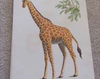 Grande poster illustrato con schede didattiche per la scuola - Alfabeto e fonetica - Giraffa G - Molti altri modelli tra cui scegliere