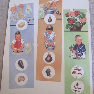 Groeiende planten - vintage geïllustreerde klaslokaal schoolposter 11 x 14" tuinplanten illustratie - veel om uit te kiezen!