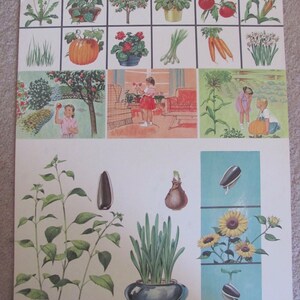 Poster grote vintage geïllustreerde klaslokaal schoolposter 2-zijdig -- 20 x 25" tuinplanten