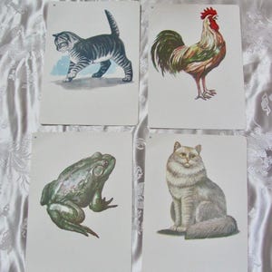 Tarjeta ilustrada para la escuela - Tu elección - Fonética vintage de mediados de siglo de 1966 // Más en mi tienda // gato, gatito, rana, gallo