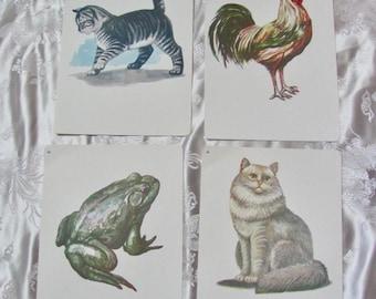Scheda didattica illustrata - A tua scelta - Fonetica vintage di metà secolo del 1966 // Altro nel mio negozio // gatto gattino rana gallo