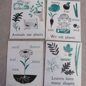 Póster de ciencia con tarjetas didácticas ilustradas de estilo vintage de gran tamaño: 11" x 14" Su elección: gráfico de conceptos primarios Plantas Aula educativa