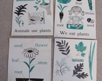 Grande affiche scientifique illustrée vintage sur carte flash -- 28,9 x 35,4 cm au choix - tableau de concept primaire plantes éducation salle de classe