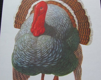 Grande poster illustrato con schede didattiche scolastiche - Lettera dell'alfabeto - T Turchia - Tantissimi tra cui scegliere!!