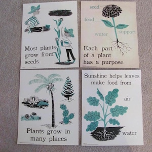 Poster scientifico illustrato vintage con flashcard di grandi dimensioni - 28,6 x 35,6 cm - A tua scelta - Tabella concettuale primaria per piante, classe educativa