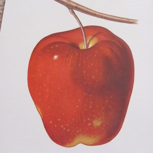 Grote geïllustreerde school-flashkaartposter - alfabetletter - Apple A - nog veel meer om uit te kiezen