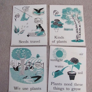 Póster de ciencia con ilustraciones vintage de tarjetas didácticas grandes (28 x 35 cm), a su elección. Gráfico de conceptos primarios sobre plantas para el aula educativa.