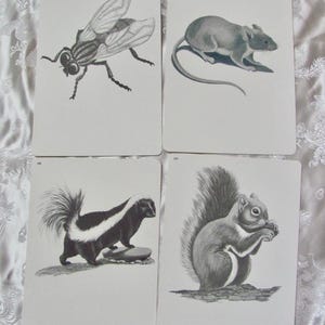 Tarjeta ilustrada para la escuela - Tu elección - Fonética vintage de mediados de siglo de 1966 // Más en mi tienda // mofeta ardilla ratón mosca
