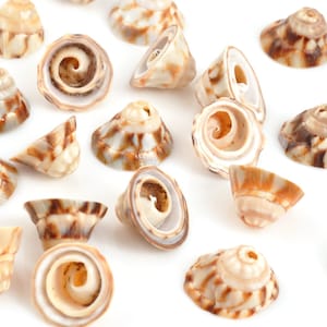 Shell-11x7mm Voluta Bead-Natural-10 Loose Beads