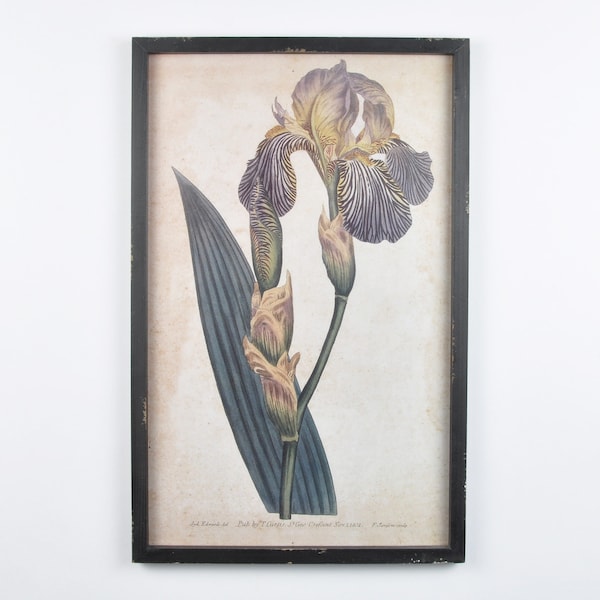 Framed Vintage Print-1804 William Curtis Botanical Iris Hand Colored Engraving-Black Wood Frame-Wall Art Decor