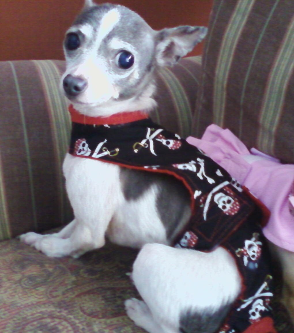 Can Boy Dogs Wear Diapers