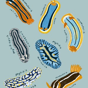 Sea slug poster featuring colourful nudibranchs