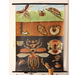 以下が含まれることがあります： 甲虫のライフサイクルを描いたヴィンテージ教育用チャート。さまざまな段階の詳細なイラストが特徴です。チャートは、茶色とベージュの昆虫の図が描かれた黒い背景です。黒い棒で取り付けられています。