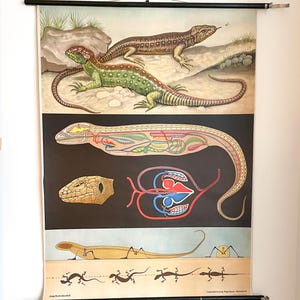Op de afbeelding: Vintage educatieve poster met gedetailleerde illustraties van hagedissen. De poster bevat afbeeldingen van de anatomie van hagedissen, levenscyclusstadia en verschillende hagedissensoorten. Het kunstwerk is in een klassieke, wetenschappelijke stijl, met een neutrale achtergrond.