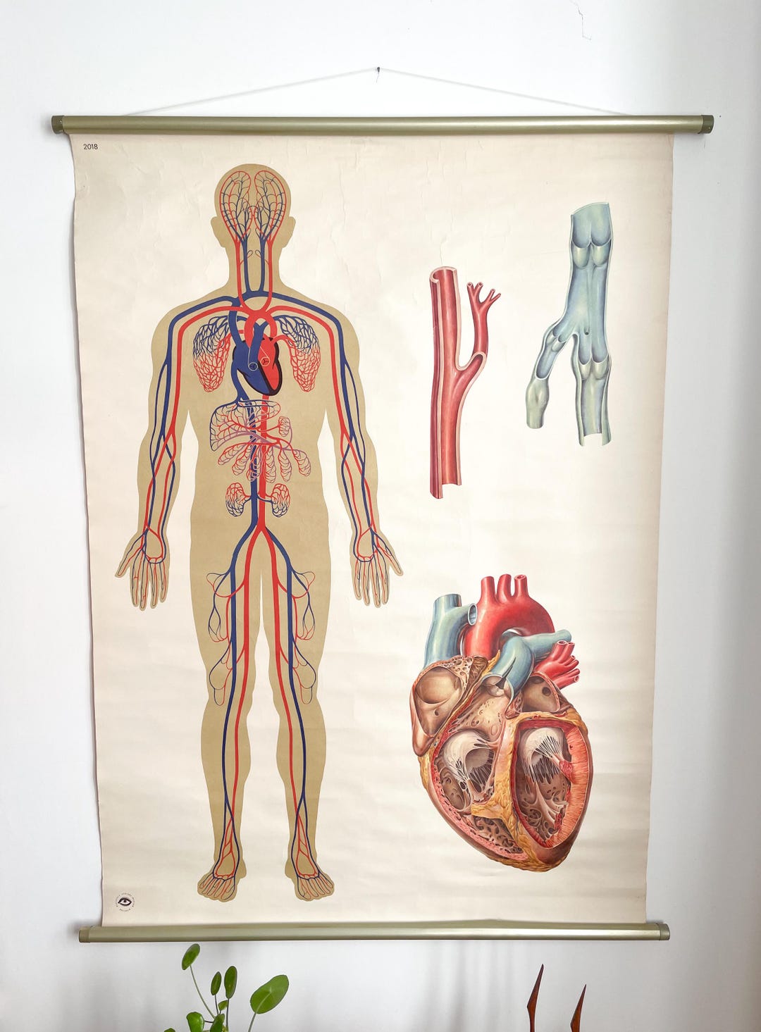 Vintage German School Chart Anatomy Human Biology Blood Circulation Mid ...