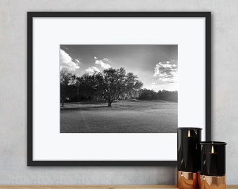 Sunlit tree at the Golf Course