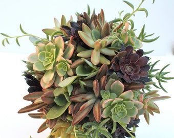 Earth Eden Succulent Bouquet