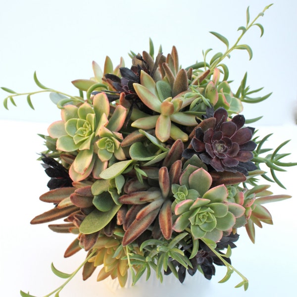 Earth Eden Succulent Bouquet