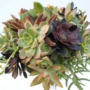 Earth Eden Succulent Bouquet image 3