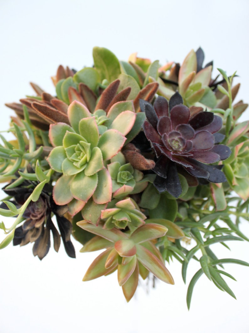 Earth Eden Succulent Bouquet image 3