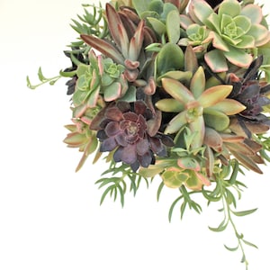 Earth Eden Succulent Bouquet image 2