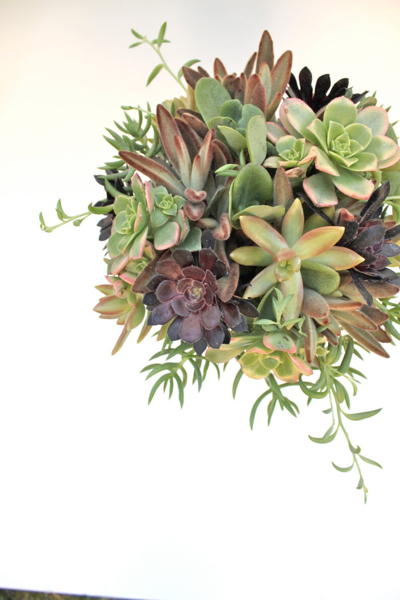 Earth Eden Succulent Bouquet image 2