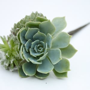 Planta de pelo // Pluma de pelo suculenta