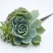 Hair Plant // Succulent Hair Pin