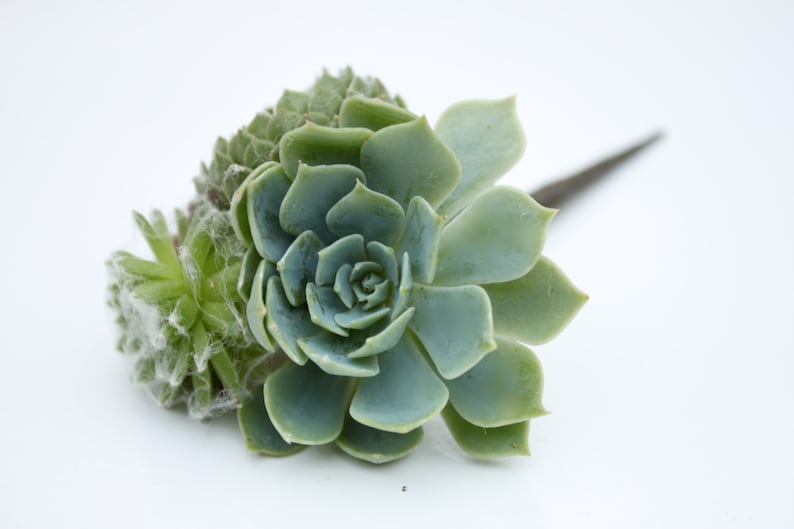 Hair Plant // Succulent Hair Pin 