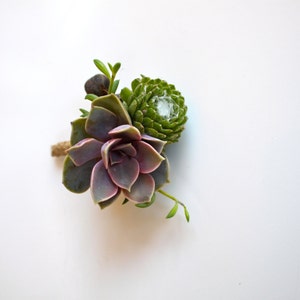 Purple Pink Succulent Boutonniere with Tallow Berry