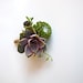 Purple Pink Succulent Boutonniere with Tallow Berry