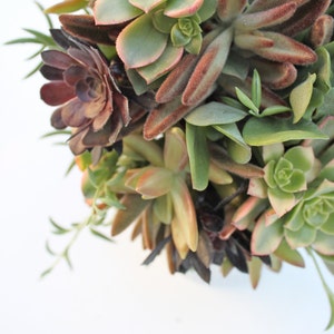 Earth Eden Succulent Bouquet image 5