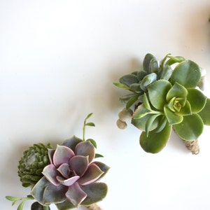 6 Assorted Double Succulent Boutonnieres with Tallow Berry image 5