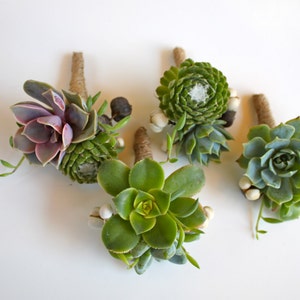 6 Assorted Double Succulent Boutonnieres with Tallow Berry image 3
