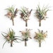 Air Plant Wildflower Boutonnieres // Tillandsia boutonnieres // wedding