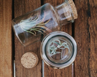 Tillandsia in a Bottle // Air Plant