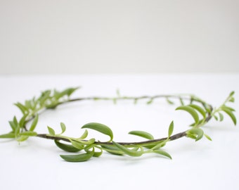 Vine Succulent Halo