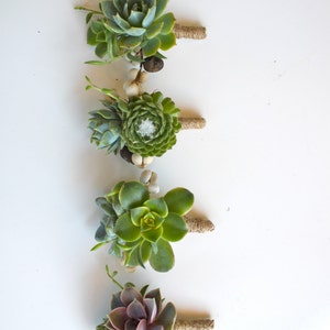 6 Assorted Double Succulent Boutonnieres with Tallow Berry image 4